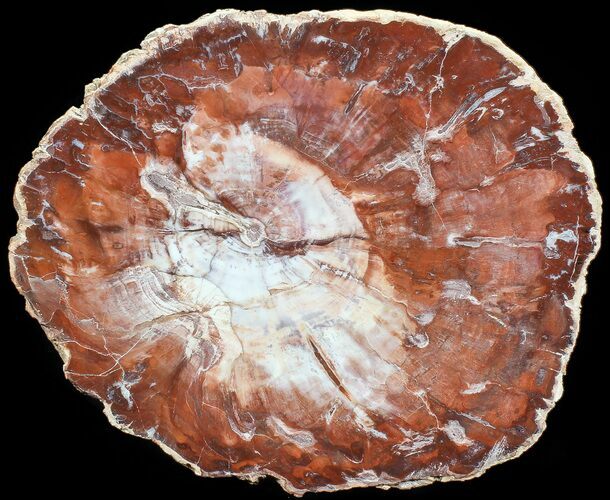 Colorful Petrified Wood (Araucaria) Slab - Madagascar #71966